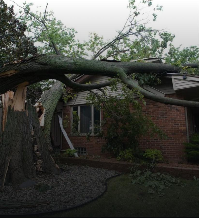 Fallen tree damages house roof and wall.